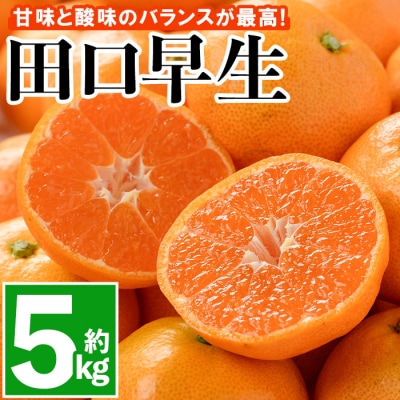温州みかん 5kg 11月中旬以降発送【109800200】【高橋農園】