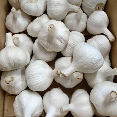 食後のニオイが気にならないニンニク 1kg 訳あり 大容量【116600200】【シイズンドアグリ】