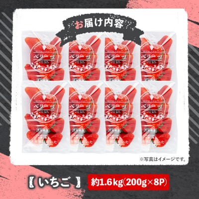 ベリーツ いちご 1.6kg【117900200】【Farm U.S.A.】