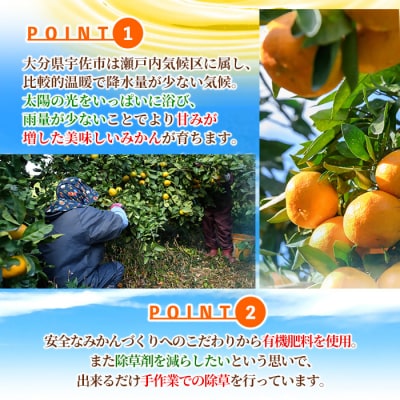 蔵出しみかん 5kg 2月下旬発送【103640500】【井上農園】