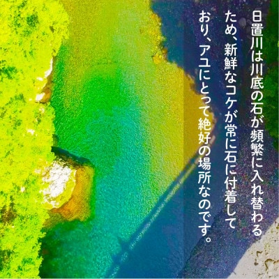 【2025年度】 日置川アユ遊漁券(一年券)