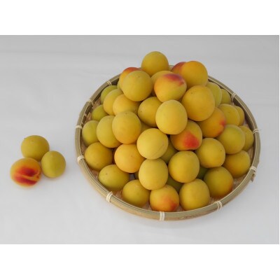 【梅干づくり用】紀州南高梅5kg(3Lサイズ)