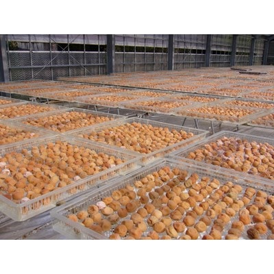 紀州特産南高梅　香梅漬(こうばいづけ)大粒1kg