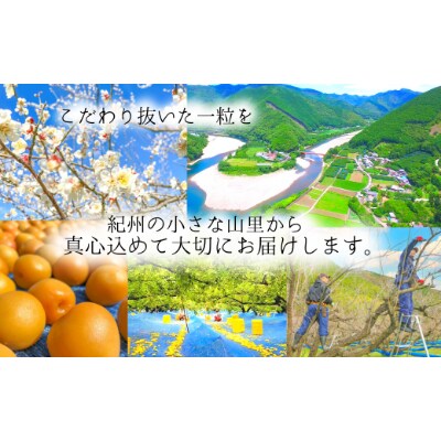 【梅農家手づくり梅干】【紀州南高梅】”ぽってり”はちみつ味梅(400g)/紀州小阪農園