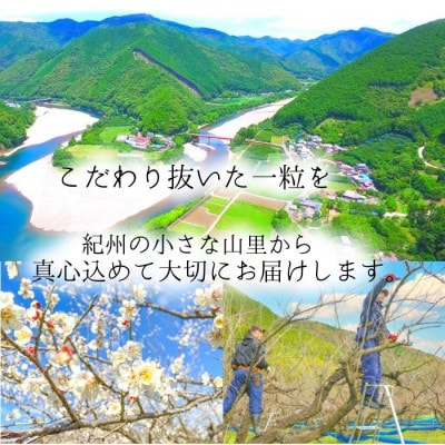 【梅農家手づくり梅干】”超大粒”はちみつ漬け南高梅　大粒自慢(700g)/紀州小阪農園