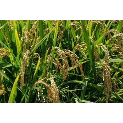 熊野米　5kg×1袋
