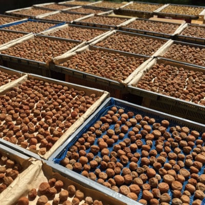 自然に近い環境で育った紀州南高梅|無添加|梅と塩だけの昔ながらの梅干し|栽培期間中、農薬・肥料不使用