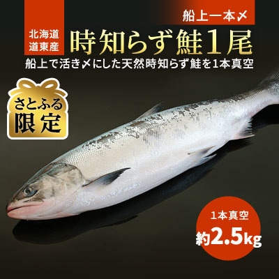 【さとふる限定】北海道道東産　活き〆時知らず鮭約2.5k　1尾冷凍真空