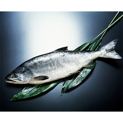 北海道産新巻鮭オス 約4kg 1尾 お礼品詳細 ふるさと納税なら さとふる