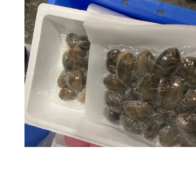 北海道道東産天然アサリ 大 3kg(80～130粒) 冷凍便