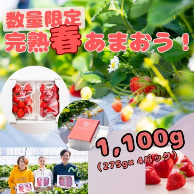 暖家のいちご 完熟あまおう 275g×4パック　3月中旬以降順次発送