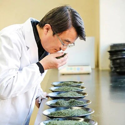 八女高級煎茶100g×4本セット