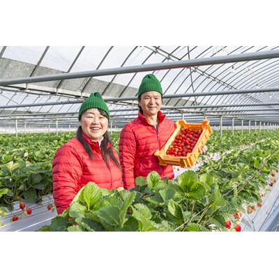 博多あまおう 花いちごのアイス A Dr 田川市 お礼品詳細 ふるさと納税なら さとふる 博多あまおう 花いちごのアイス A Dr 田川市 お礼品詳細 ふるさと納税なら さとふる