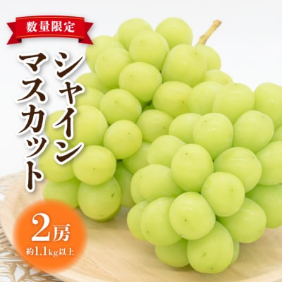 【先行受付2026年発送】東御市産シャインマスカット2房【秋お届け】