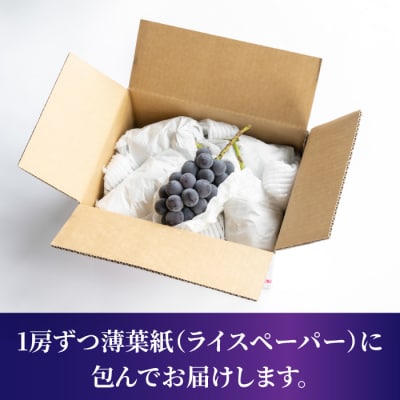 東御市産種あり巨峰約2kg(4～6房)