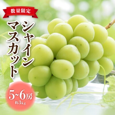 【先行受付2026年発送】東御市産シャインマスカット3kg(5～6房)【秋お届け】 