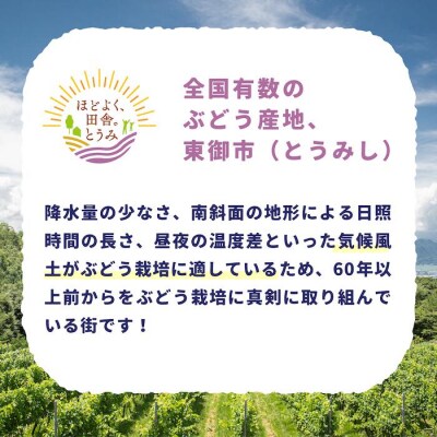 【先行受付2026年発送】東御市産シャインマスカット3kg(5～6房)【秋お届け】 