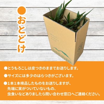 【先行受付2026年発送】長野県産とうもろこし(ゴールドラッシュ)約3.2kg(7～10本)
