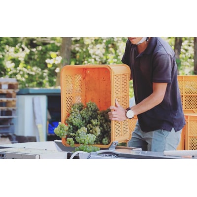 IWC銀賞受賞!白ワイン4本Aセット(ヴィニュロンズリザーブ シャルドネ、ソーヴィニョンブラン)