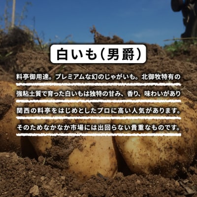 【先行受付2025年発送】料亭御用達!東御市産白いも10kg