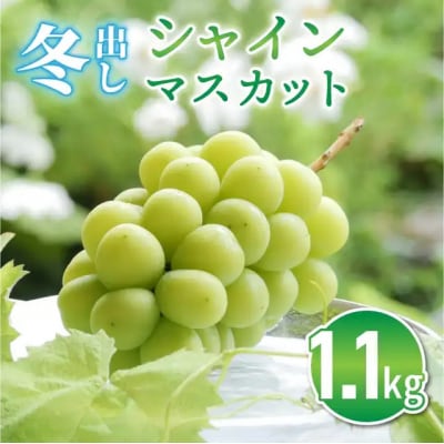 東御市産冬出しシャインマスカット 約1.1kg ※11月下旬～12月中旬頃に順次発送予定 