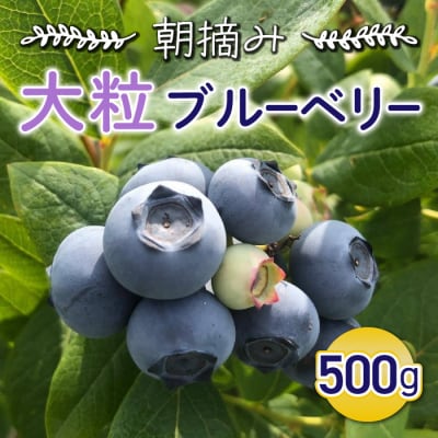 朝摘み大粒ブルーベリー500g※2026年7月上旬から発送予定【ひだまり農園ブルーベリーの丘】