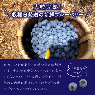 朝摘み大粒ブルーベリー500g※2026年7月上旬から発送予定【ひだまり農園ブルーベリーの丘】