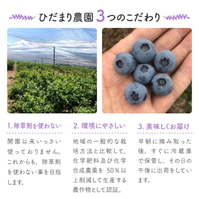 朝摘み大粒ブルーベリー500g※2026年7月上旬から発送予定【ひだまり農園ブルーベリーの丘】