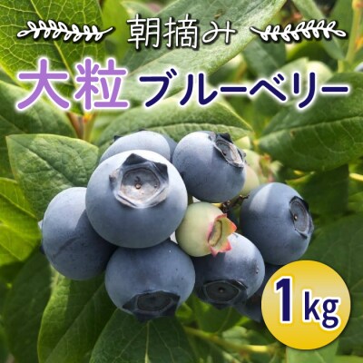 信州・東御市産 朝摘み大粒ブルーベリー1kg | ふるさと納税のお礼品