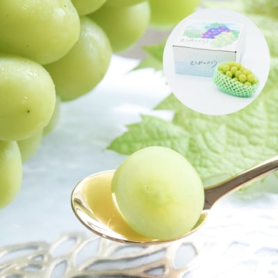 先行受付2026発送【2回定期便】シャインマスカット秋&冬お届け便