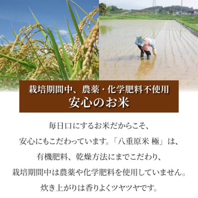 【太陽と大地】八重原産コシヒカリ白米「極」(栽培期間中農薬化学肥料不使用)4kg