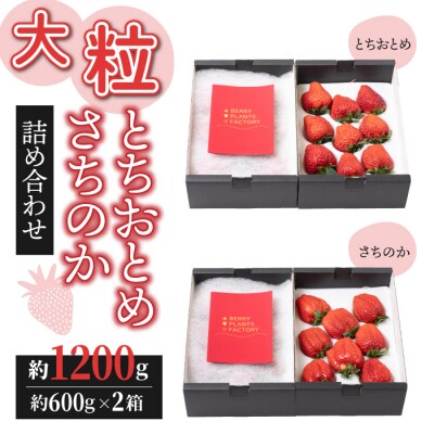【BERRY PLANTS FACTORY】大粒!「とちおとめ」と「さちのか」のセット 
