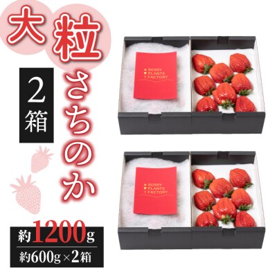 とうみの果物 冬の頒布会(3回コース) 冬出しシャインマスカットといちごの頒布会