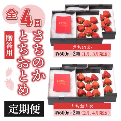 【4回定期便】大粒いちご「とちおとめ」「さちのか」2箱セット(約1.2kg) 