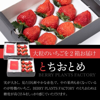 【4回定期便】大粒いちご「とちおとめ」「さちのか」2箱セット(約1.2kg) 