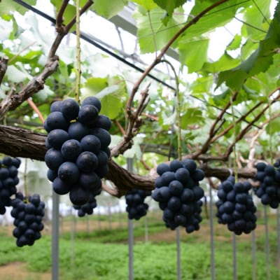 東御市産ナガノパープル2房 約1kg