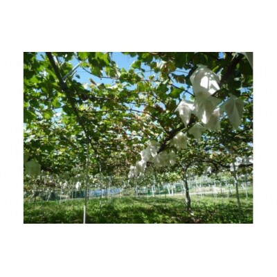 100%巨峰ジュース　1L　6本セット【萬果園】