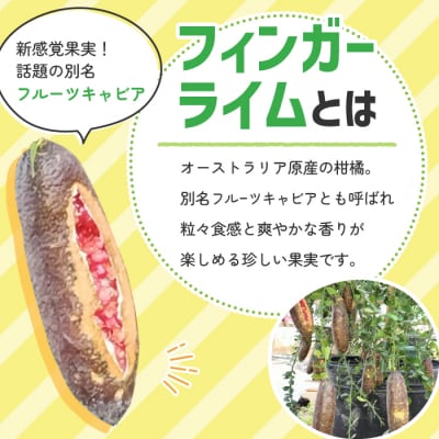 東御市産!フィンガーライム 約100g 