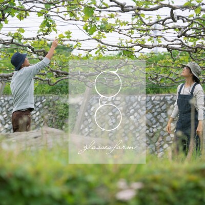 先行受付2025年発送【glasses farm】完熟ぶどうの贈り物(シャインマスカット3房)