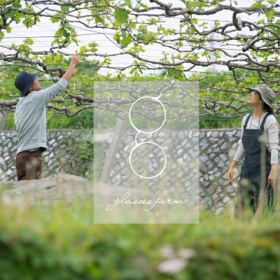 【先行受付2026年発送】完熟ぶどうの贈り物(シャインマスカット3房)|glasses farm 