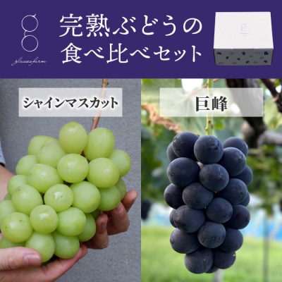 【先行受付2026年発送】完熟ぶどうの食べ比べセット(シャインマスカット×巨峰)3房、1.4kg以上