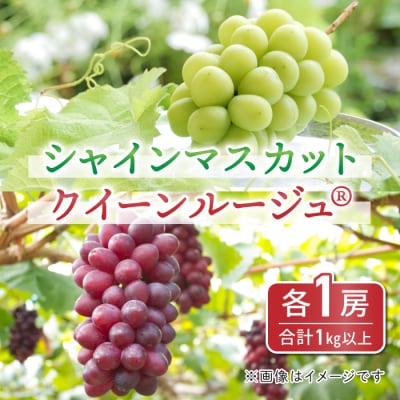 【先行受付2026年発送】東御市産クイーンルージュ(R)&シャインマスカットのセット