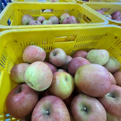 【ツイヂラボ】ほのかな樽の香りが楽しめる、樽発酵シードル1本
