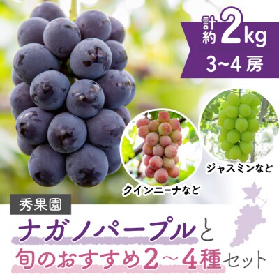 【先行受付2026年発送】ナガノパープルと旬のおすすめ2～4種セット(合計3～4房、約2kg)秀果園