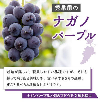 【先行受付2025年発送】ナガノパープルと旬のおすすめ3種セット(合計3~4房、約2kg)|秀果園