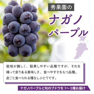 【先行受付2026年発送】ナガノパープルと旬のおすすめ2～4種セット(合計3～4房、約2kg)秀果園