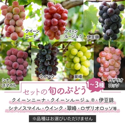 【予約受付2026年発送】シャインマスカットと旬のおすすめぶどう2～4種セット(合計約2kg)秀果園