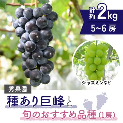 【先行受付2026年発送】種あり巨峰と旬のおすすめ品種(1房) 計5～6房 (約2kg)|秀果園
