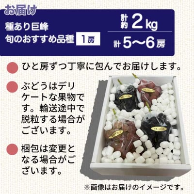 【先行受付2026年発送】種あり巨峰と旬のおすすめ品種(1房) 計5～6房 (約2kg)|秀果園