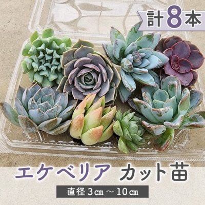 【テールマウンテン】東御市産多肉植物 エケベリア カット苗(8本セット) 
